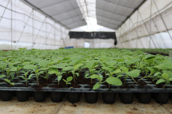 The vegetable seedlings growing inside the greenhouse.