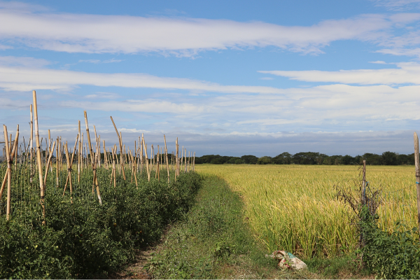 A scenic view of the rural farm fields in Batitang.