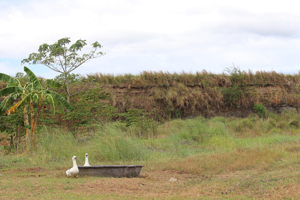 The fields of Mater Dei Academy - College of Agribusiness.