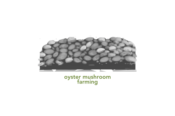 Visual demonstration of oyster mushroom farming.