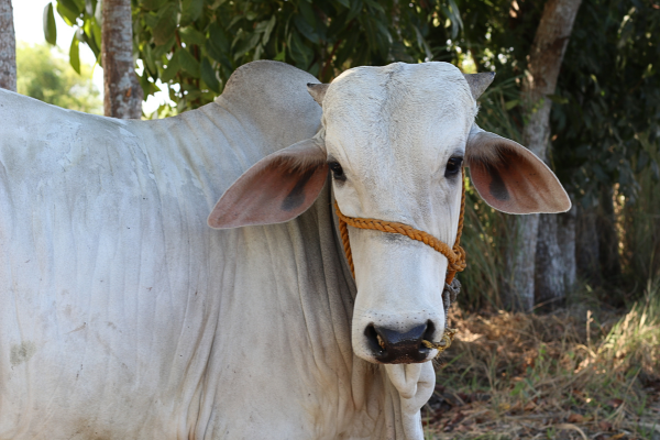 Meet Charlie - on Doughlas' farm.