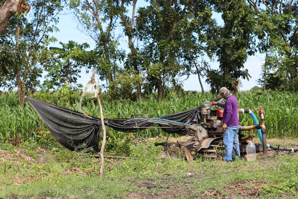 The process of how one of the farmers water the crops.