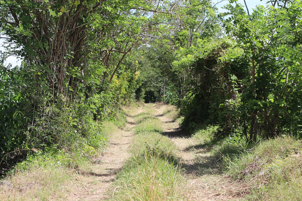 The grassy pathway to Doughlas' farm.